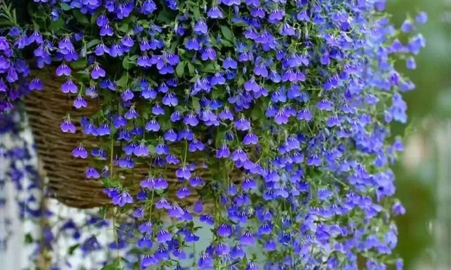 🌸5 лучших цветов для дачи, на которые я променяла любимые петунии