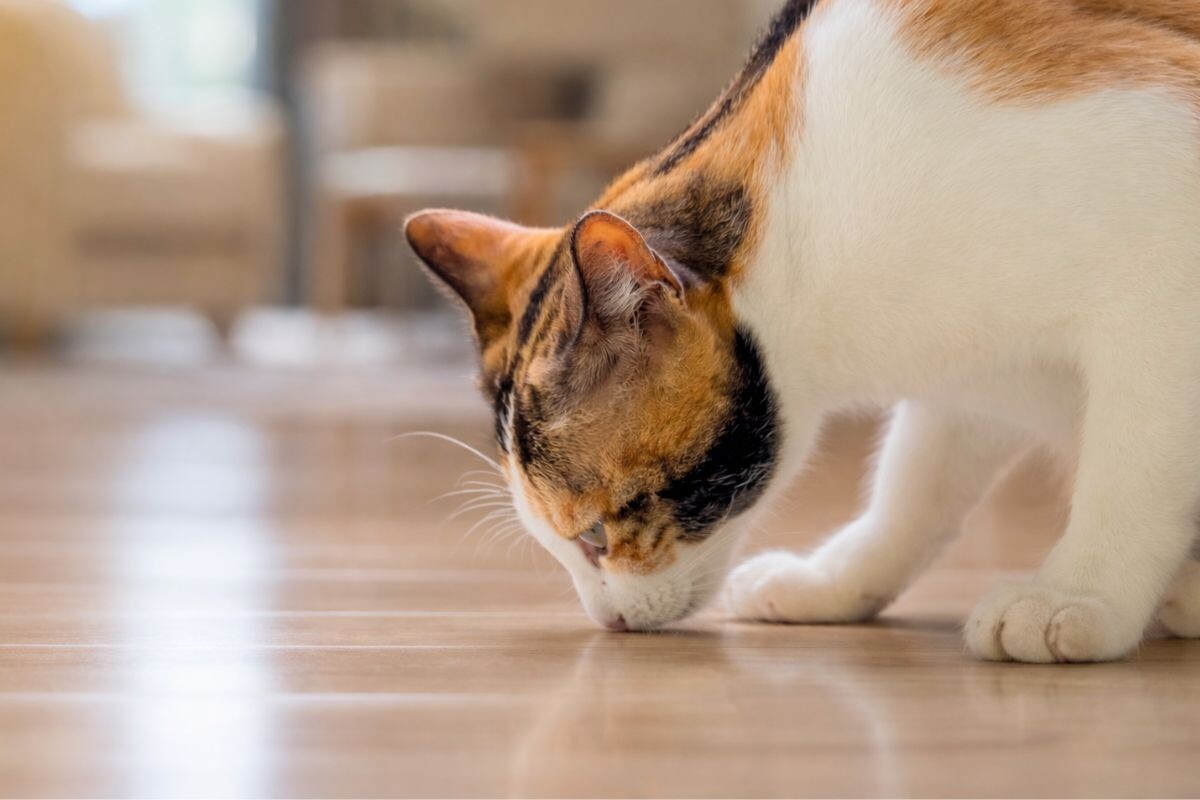 Почему кошка начала всё обнюхивать