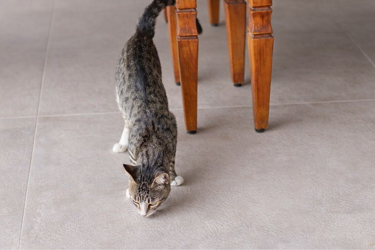 Кот вдруг начал всё обнюхивать