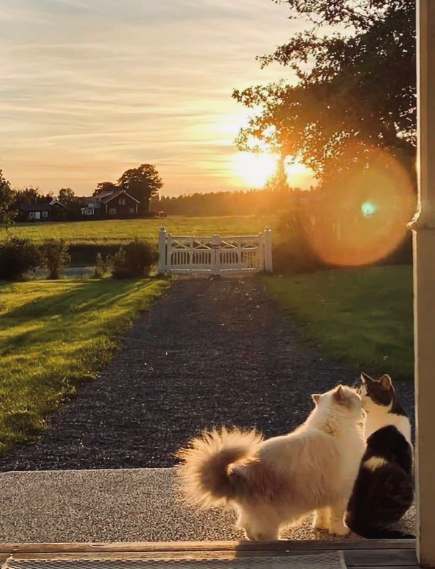 Разница между уличной и домашней 