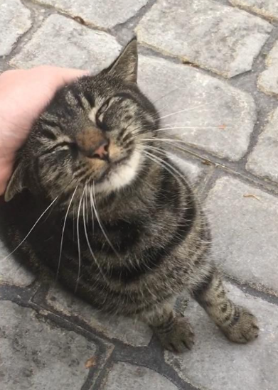 Кот и человек 