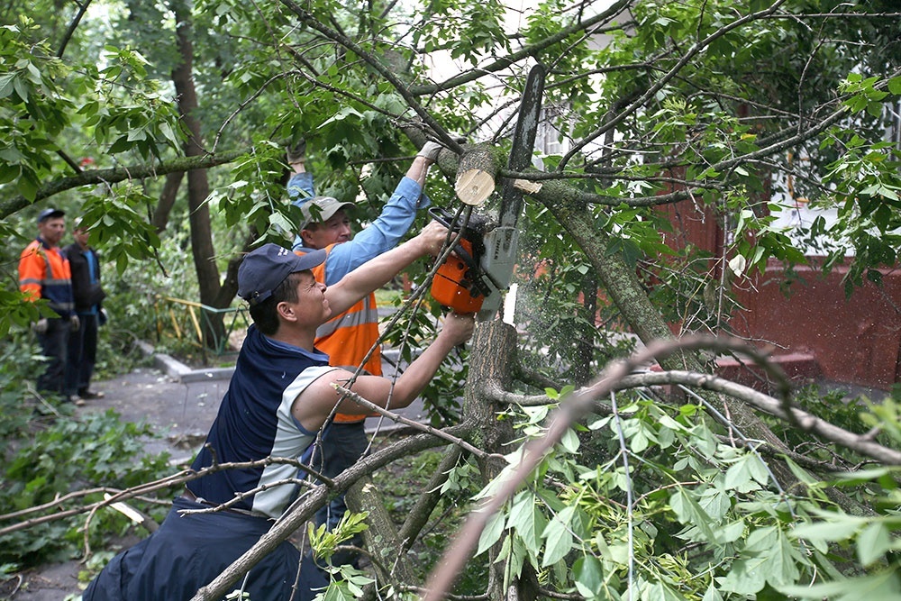   С 1 марта американский клен объявлен вне закона. Как "вредное" дерево его придется уничтожать. / Антон Новодережкин / ТАСС