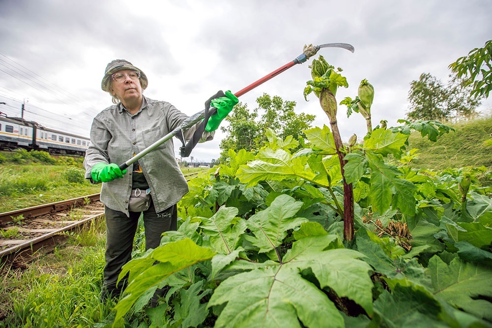   С борщевиком Сосновского борются уже много лет. Но он не сдается. Это действительно опасный сорняк. / Фото: Александр Корольков
