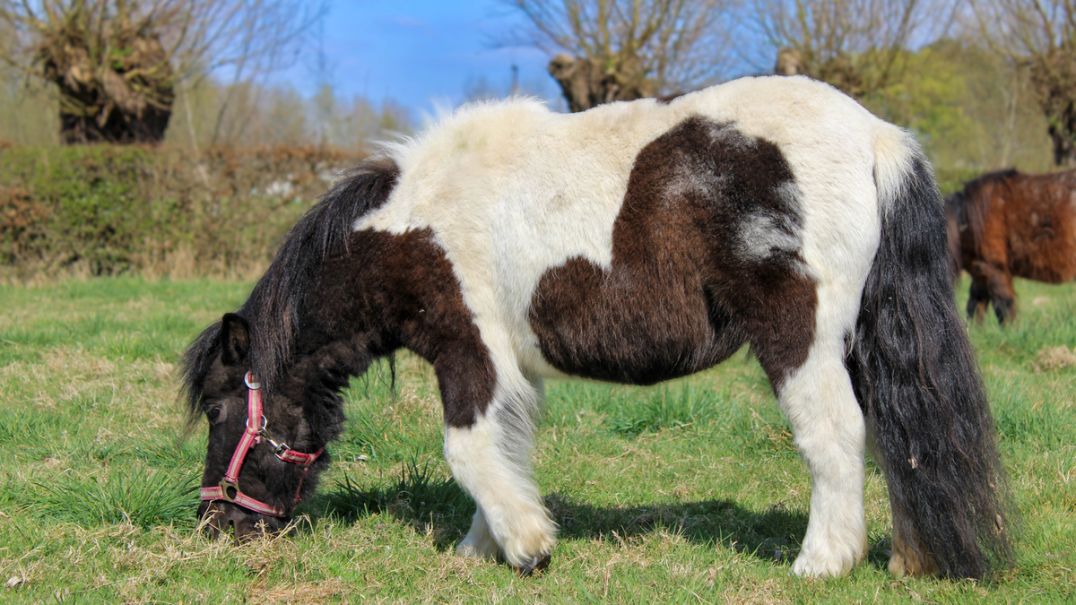   Так выглядит пони шетландской породы