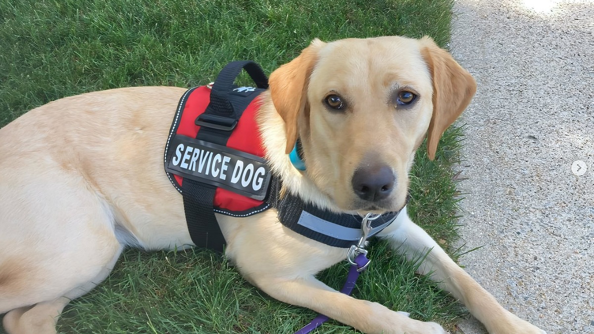    Собаки часто допускаются в хосписы и больницы к тяжело больным