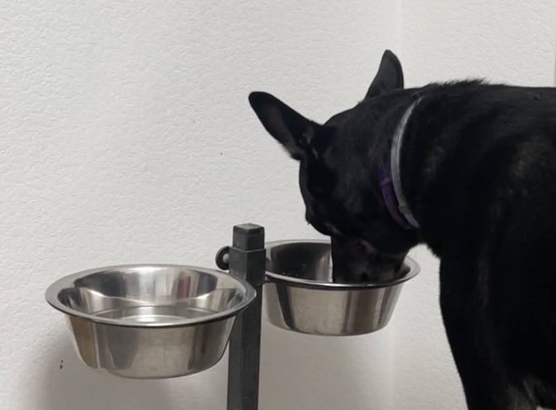 А прежде, чем я продолжу, попробуйте догадаться, какой корм с большей охотой кушаю с подставки: сухой или влажный? 😁