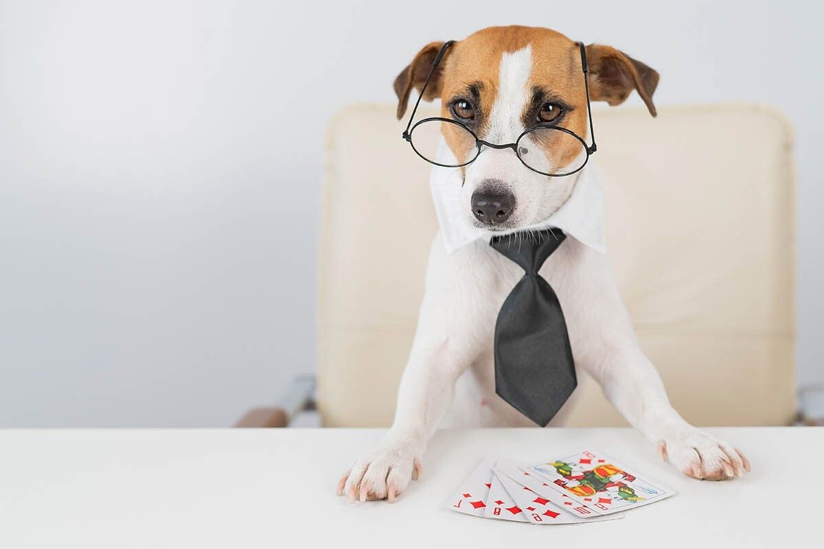 Покер — это старая игра, у которой со временем появились десятки вариаций. Источник: Reshetnikov_art / Shutterstock / FOTODOM📷
