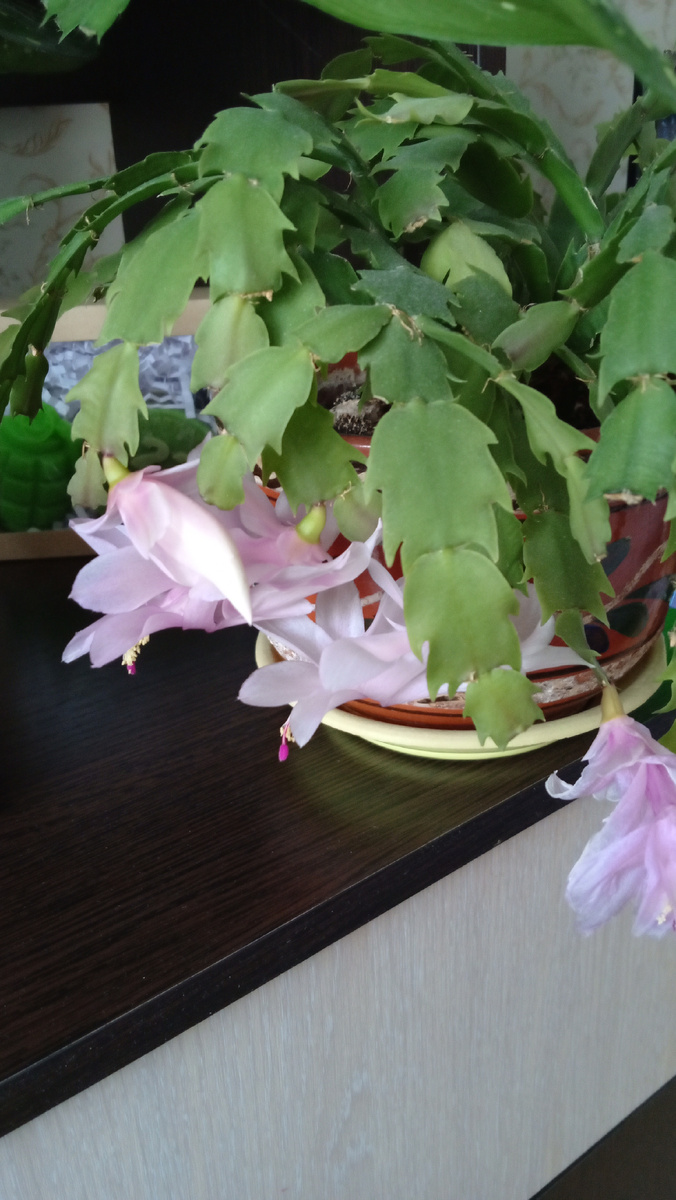 Декабрист . Фото автора.