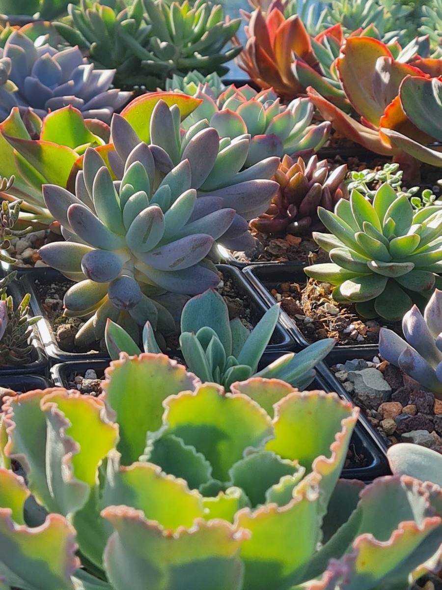 Sunny kid | Succulent
