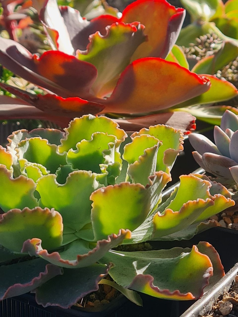 Sunny kid | Succulent