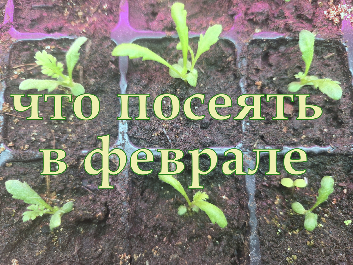 Многолетники, посеянные в январе-феврале, дадут первое цветение уже в год посадки.