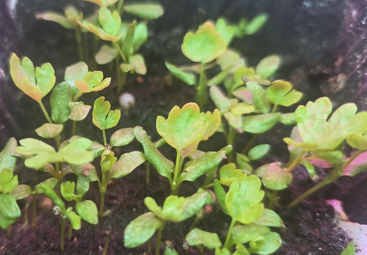 Сельдерей - культура, которой необходим длительный период вегетации.