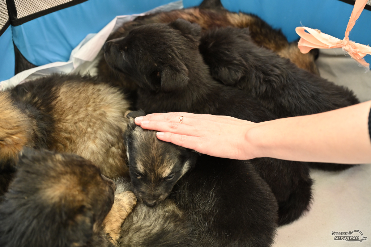    Фото: Анастасия Сибирякова © ИА «Уральский меридиан»