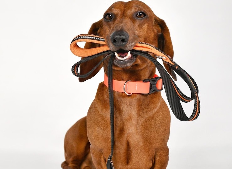 Как правильно подобрать размер ошейника? Уход за ним...