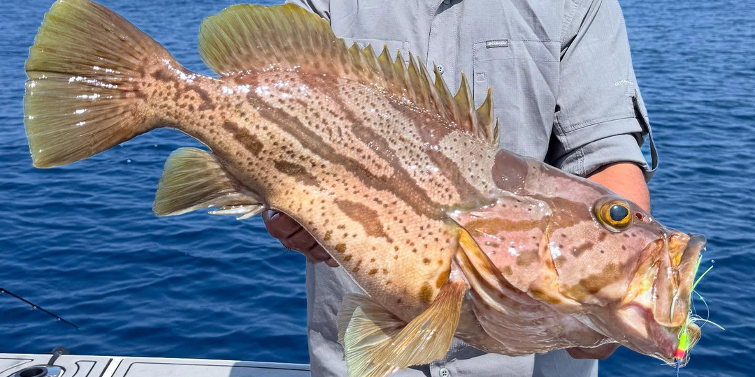 Тресковый групер (Epinephelus morrhua) или Comet grouper