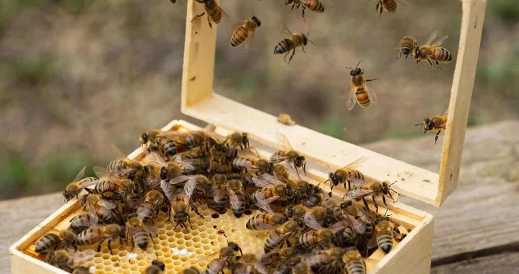 Не ведитесь на рекламу! Как начинающему пчеловоду выбрать идеальный пчелопакет и не прогадать