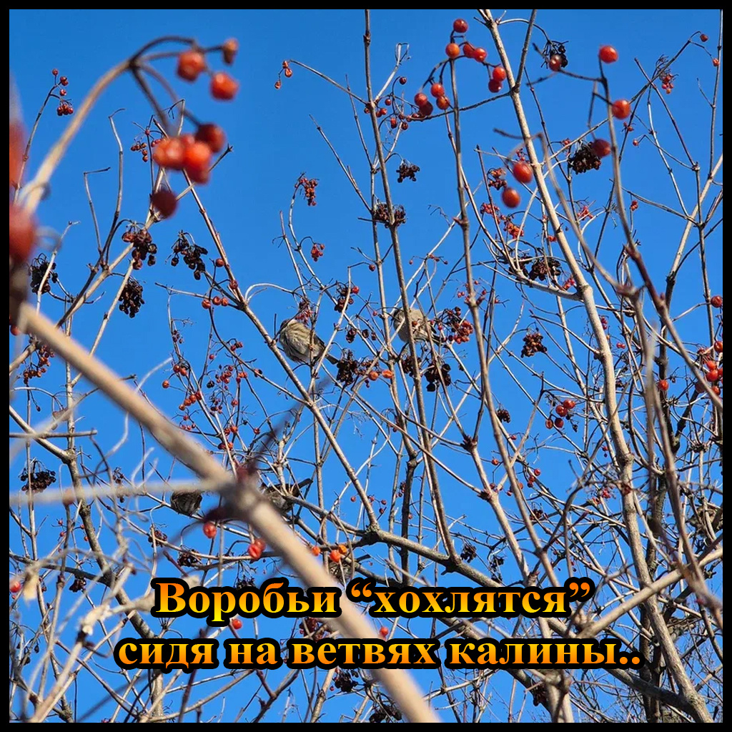 сотня пушистиков! и каждый что-то чирикает)