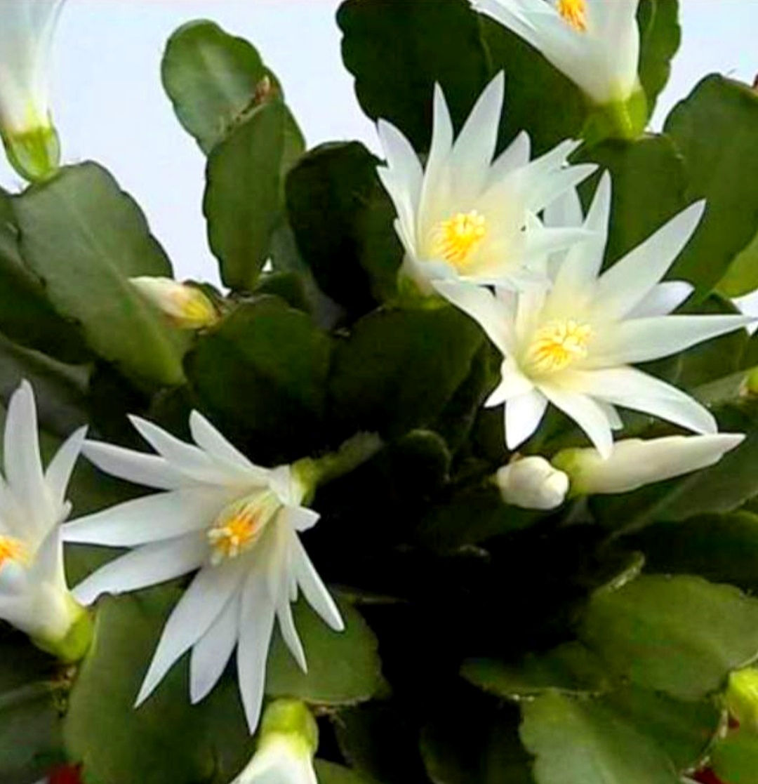 Такой красивый рипсалидопсис в местной барахолке предлагают на срез 