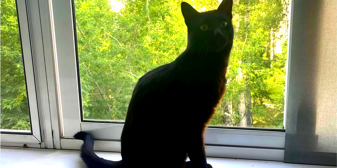 Кот ждал хозяина, с тоской глядя на людей: питомец не знал, что стал лишним