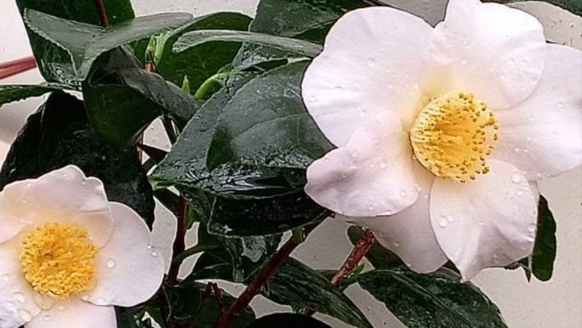    Камелии вырастили из семян, полученных по обмену из Португалии в 2018 году