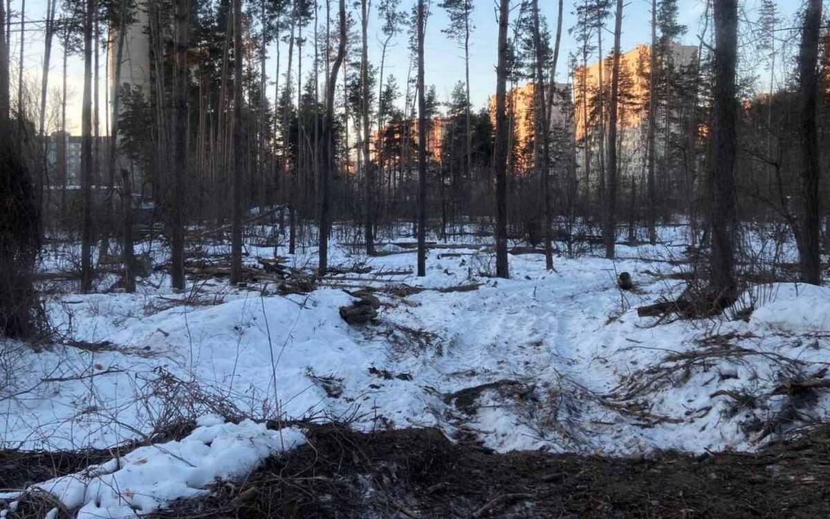    Министр экологии Ветер объяснила тревожное состояние Северного леса в Воронеже его «перерождением» Фото редакции