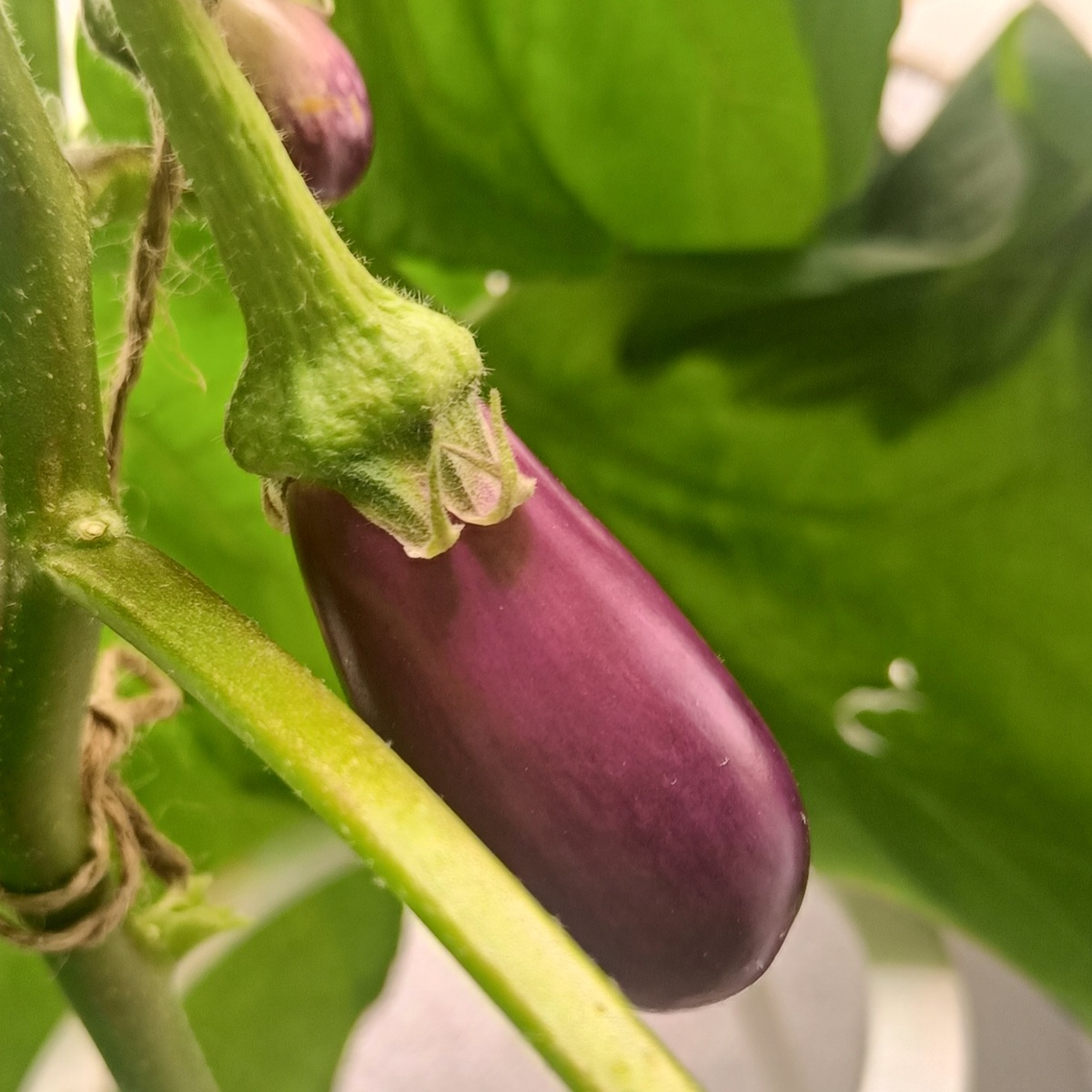 Баклажан Медальон