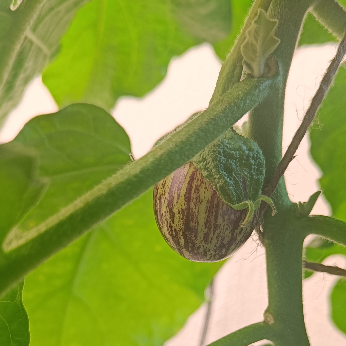 Баклажан Полосатик