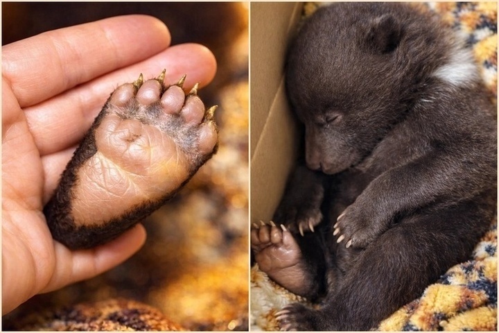 В Красноярском крае спасли медвежонка, чудом выжившего после гибели семьи