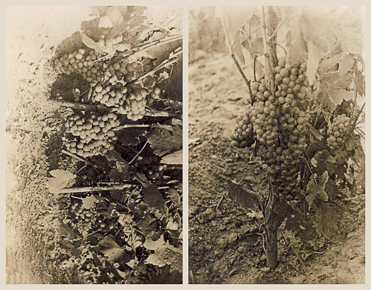 Источник: личный архив Данилы Иванова. Опубликовано с разрешения правообладателя (на фото — реликтовый амурский виноград) 