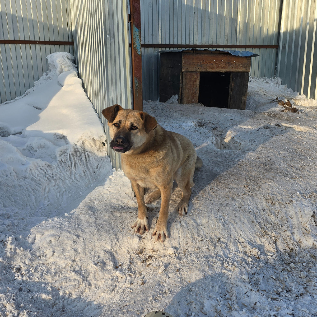 язык высунут от волнения 