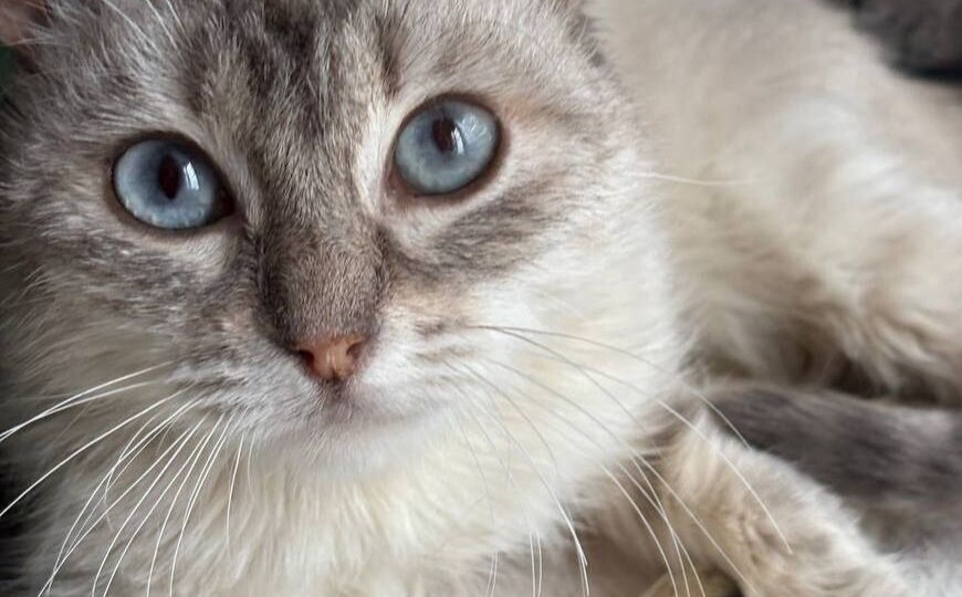 Тайская кошечка в самые добрые руки! Москва, МО