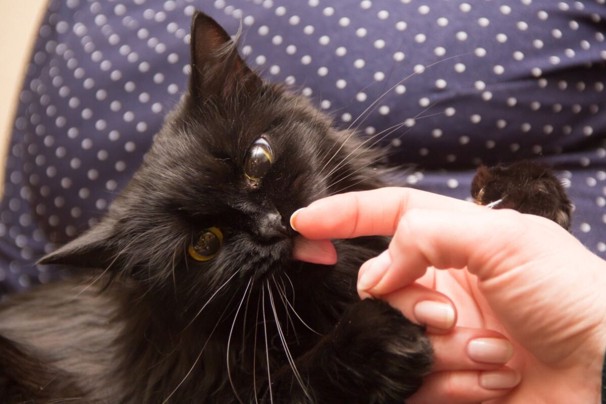 Почему кошка облизывает пальцы