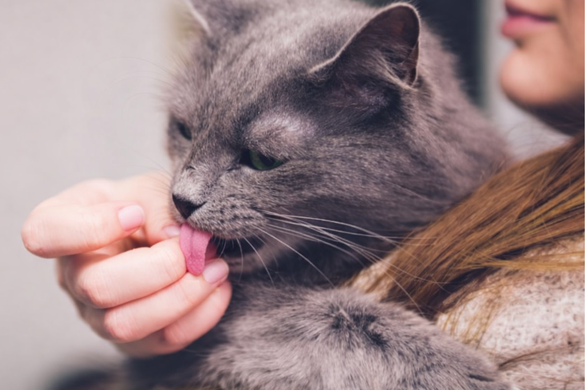 Кот лижет пальцы 