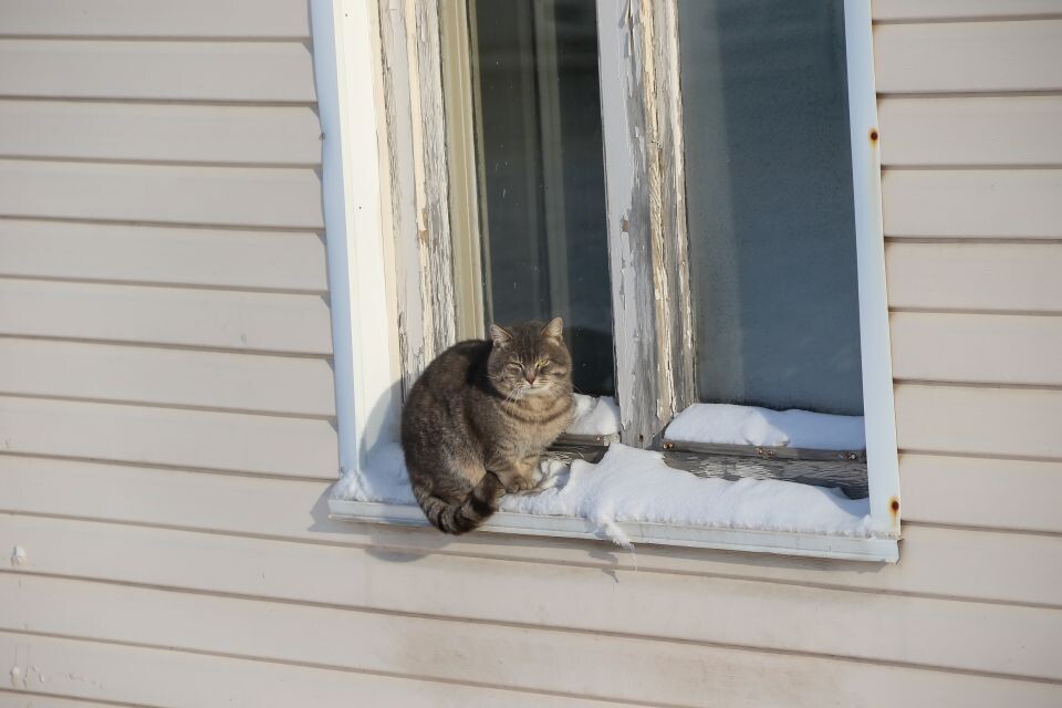    Зима. Частный сектор Барнаула. Кот. Источник: Виталий Барабаш