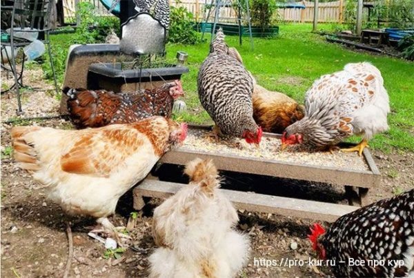 10 мощных добавок для кур несушек, которые реально работают 🐔💪🥚