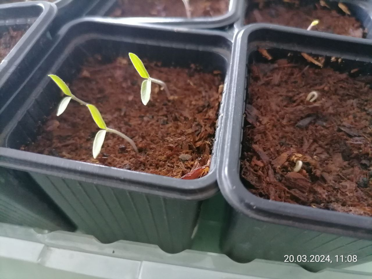 Всходы томатов, 20 марта, видимо, сеяла 15 марта, фото автора