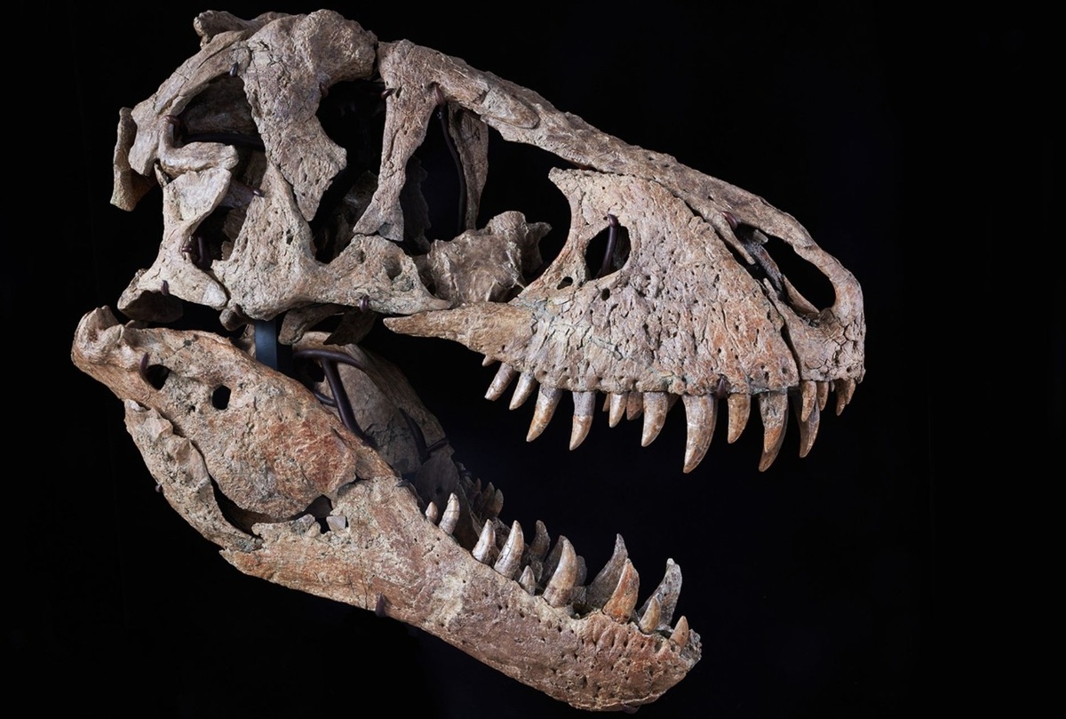    Череп тираннозавра. Источник изображения: cnn.com