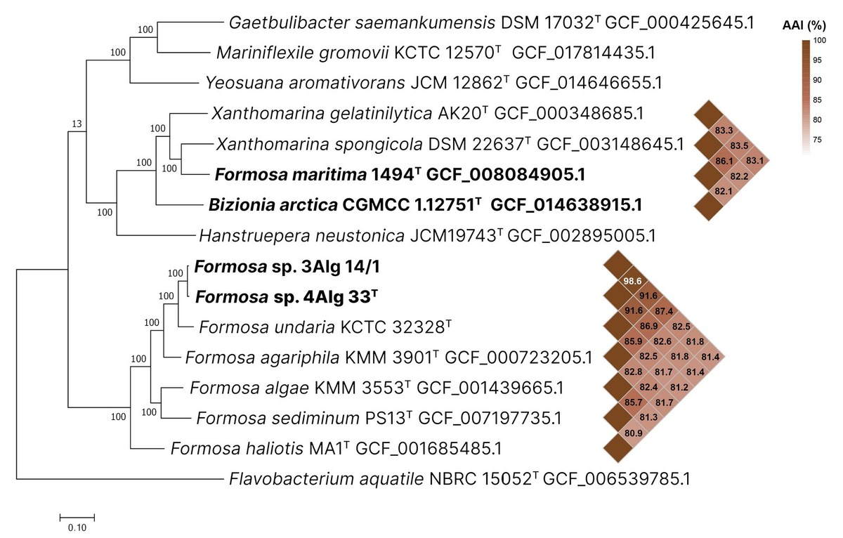    Таксономическое положение бактерии Formosa bonchosmolovskayae