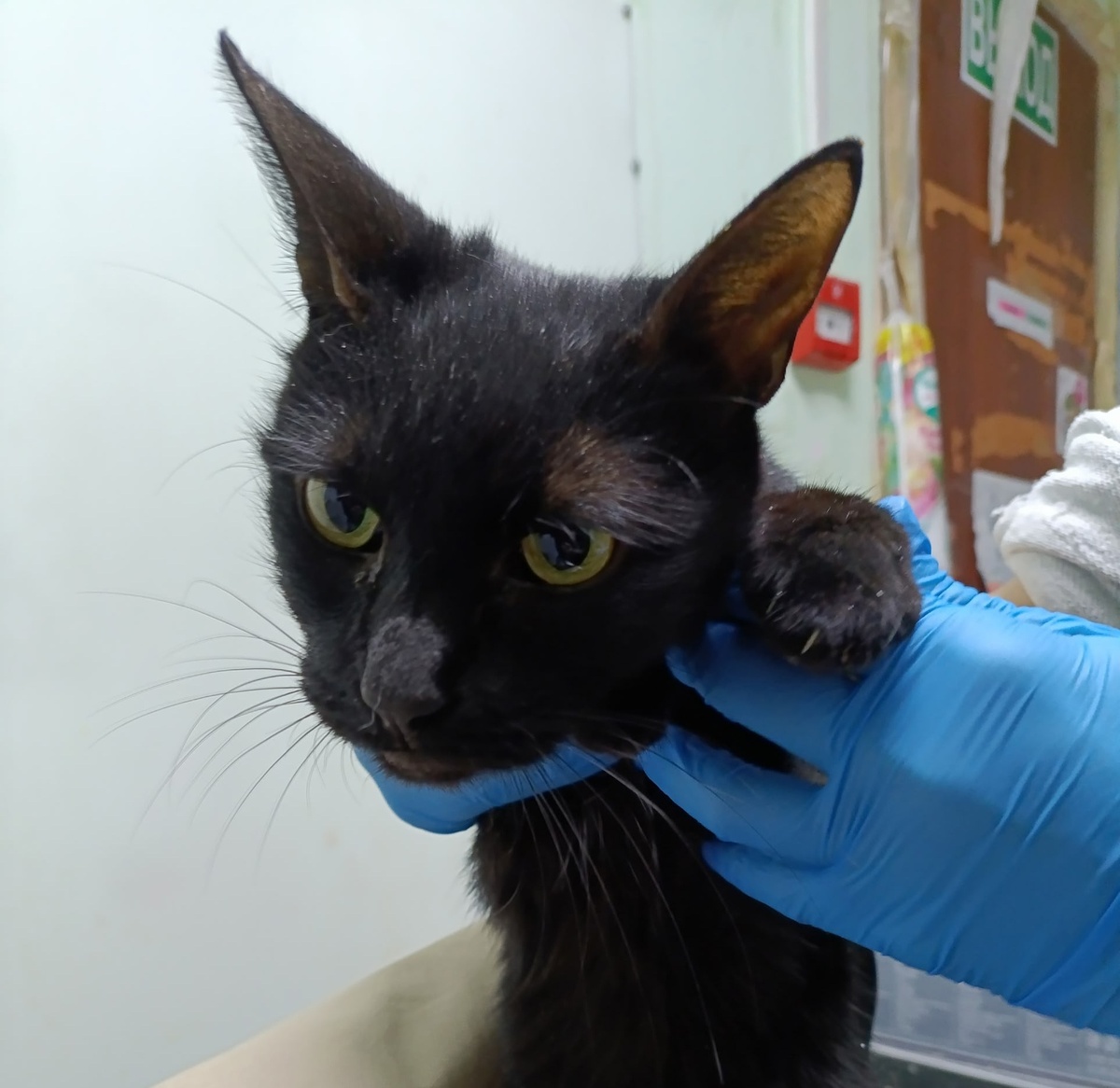 Феерия на осмотре в приюте.