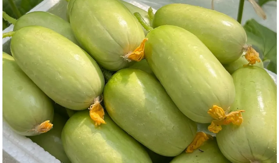 Расследование необычных огурцов!