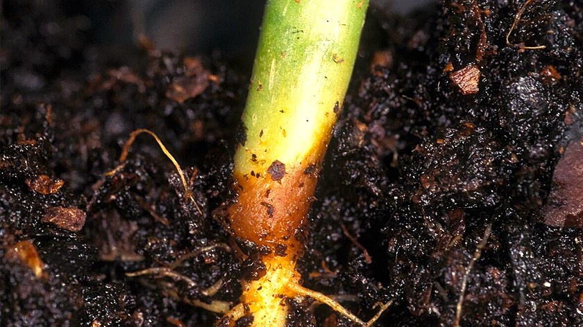 Чёрная ножка