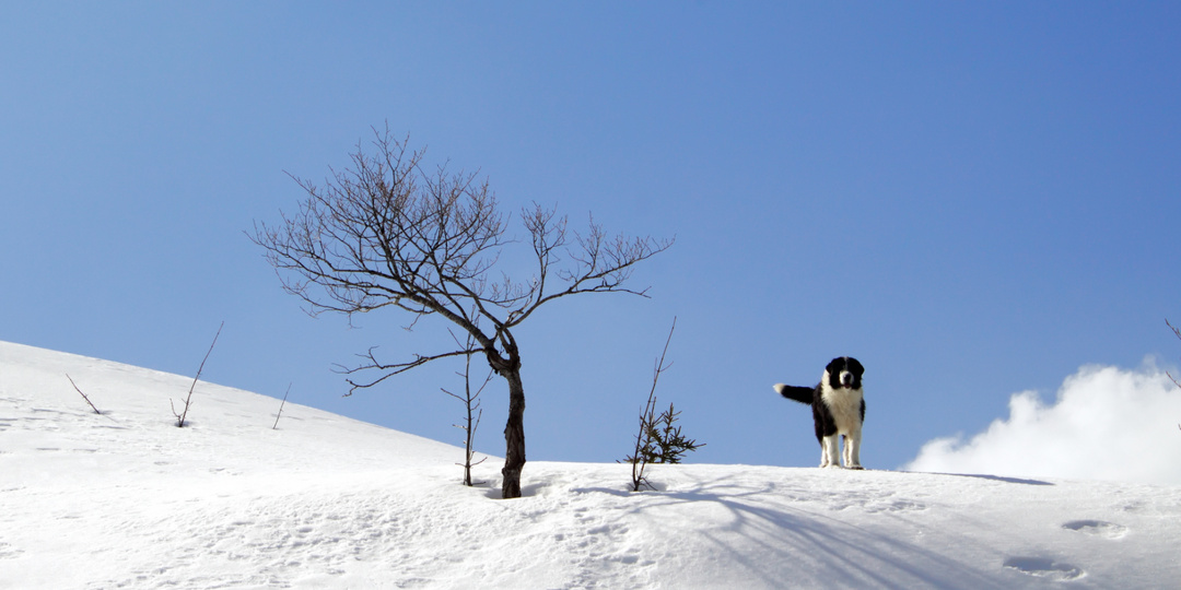 Про то, как уходящая зима над моими клиентами пошутила