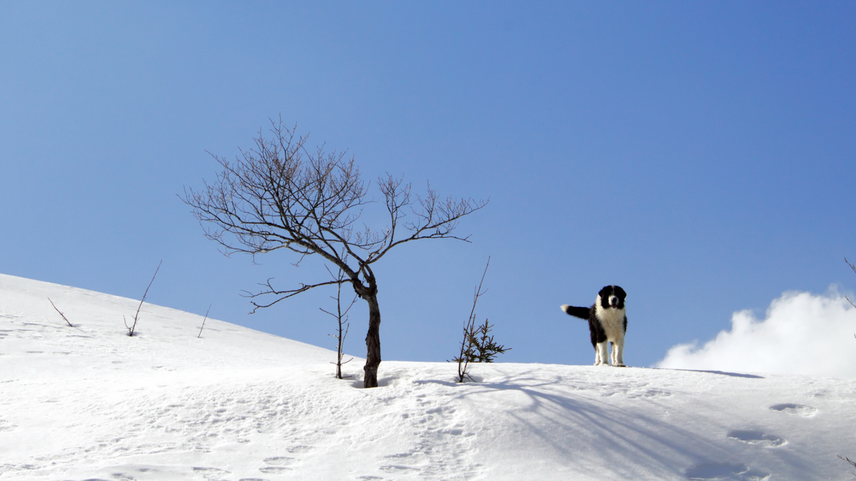 Однажды утром собаки моих клиентов вышли погулять. Правда, их владельцы были совсем не в курсе. Фото wirestock/Freepik
