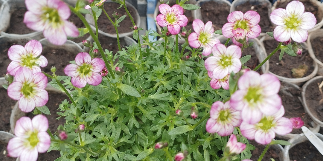 Сама не посажу и Вам не посоветую!! ТОР 11 растений-лузеров! Часть 2!