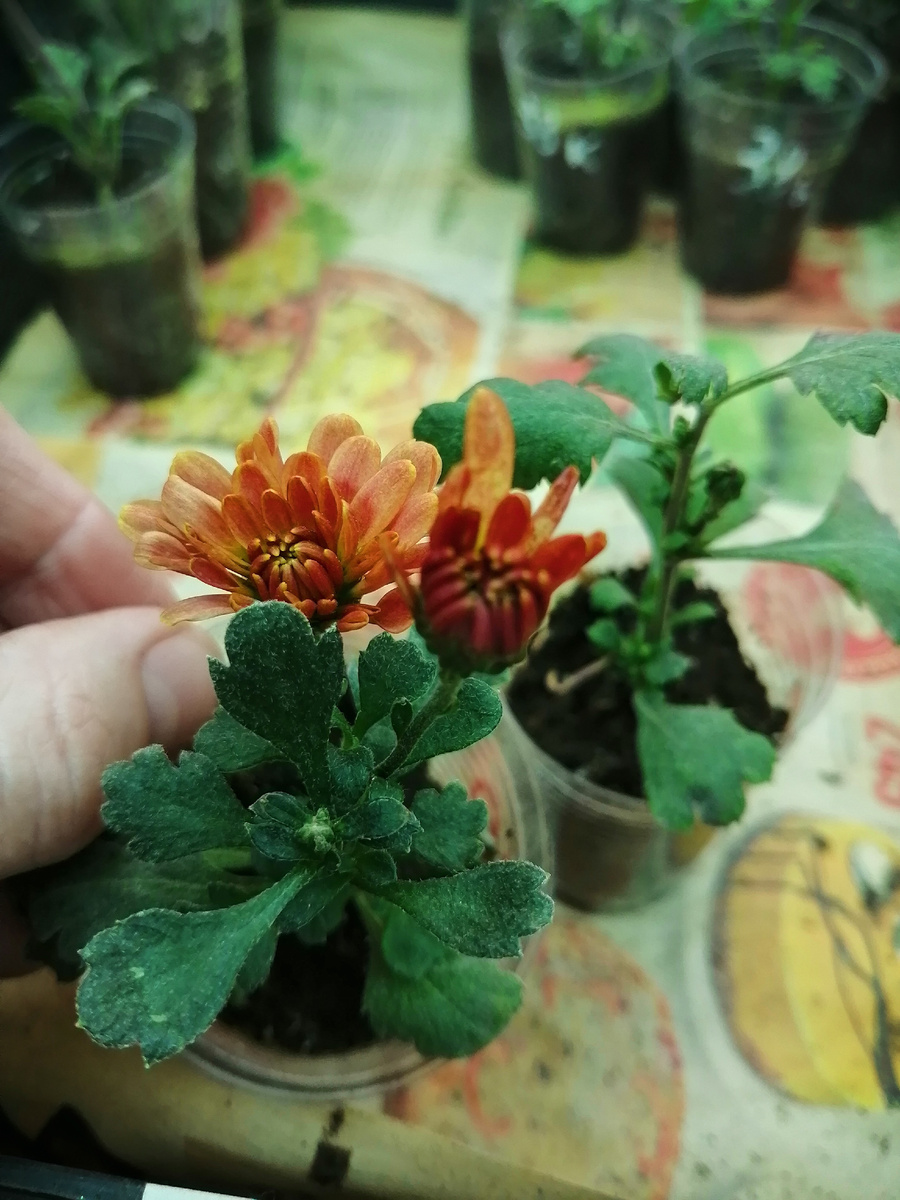 Цветут черенки мультифлоры. Фото 18.02.26