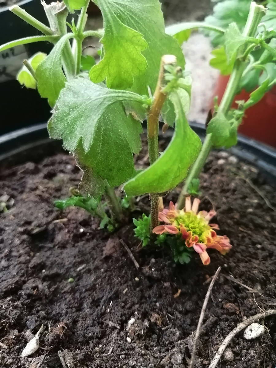 Цветки от корня). А поросли так и нет