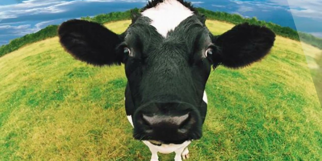 Где прячутся коровы? Почему на полках много молока и масла, а стад в полях не видно