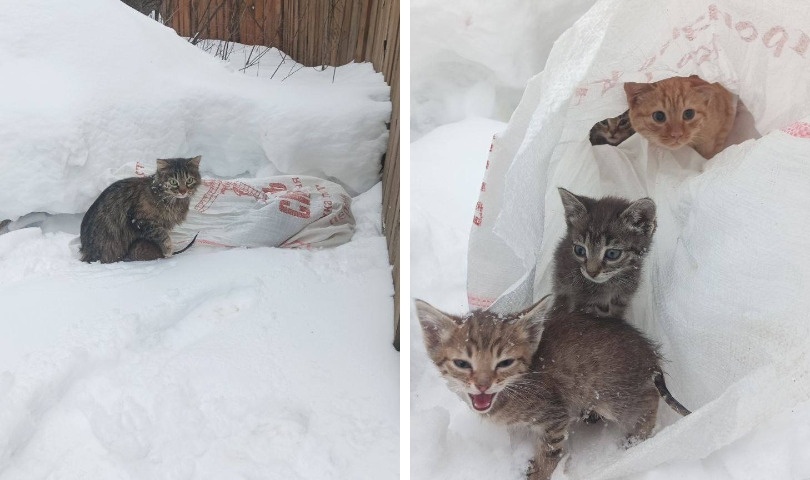 В Екатеринбурге выбросили в мешке кошку с котятами
