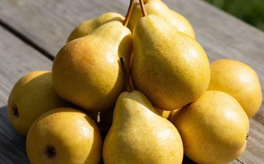 Груша «Чижовская» — пожалуй, лучший вариант для Средней полосы России