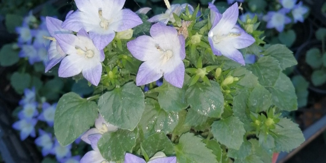 Сама не посажу и Вам не посоветую!! ТОР 11 растений-лузеров! Часть 3 !